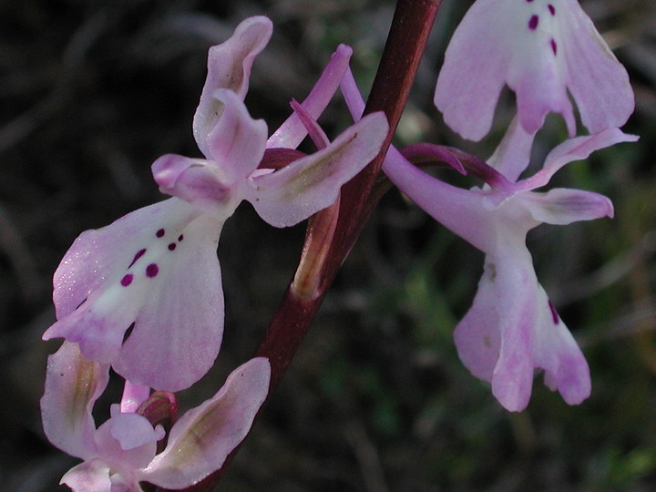 Orchis troodi