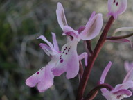 Orchis troodi