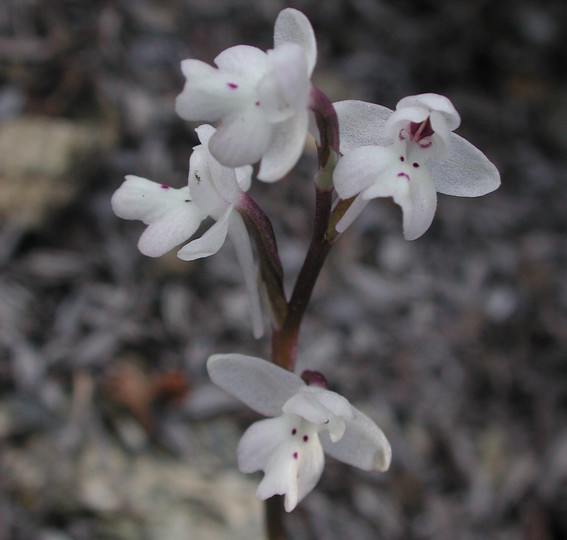 Orchis quadripunctata