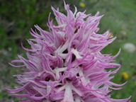 Orchis italica