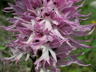 Orchis italica