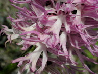 Orchis italica