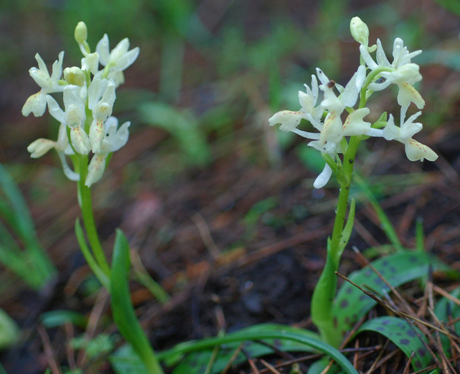 Orchis provincialis