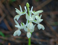 Orchis provincialis