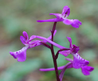 Orchis anatolica