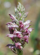 Orchis coriophora ssp. fragrans