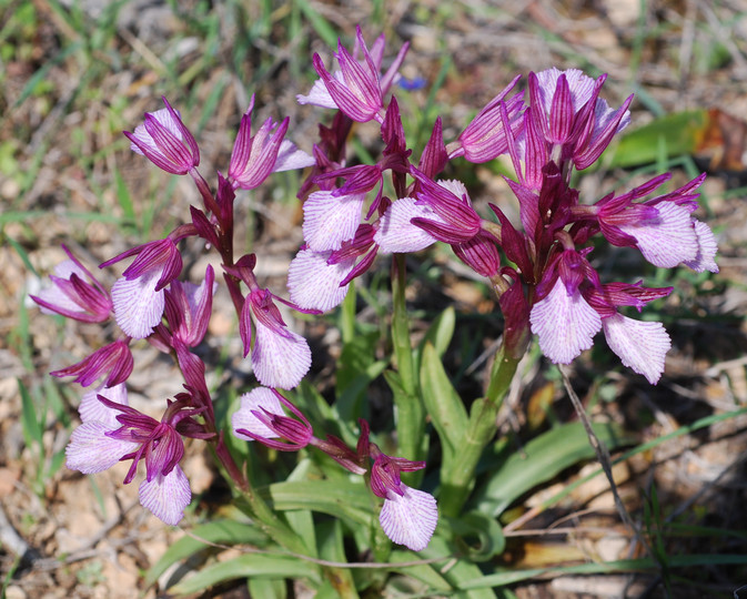 Orchis papilionacea ssp. heroica