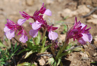 Orchis papilionacea ssp. heroica