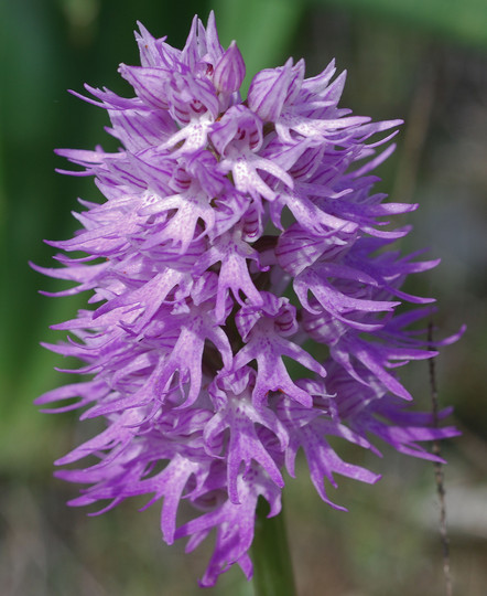 Orchis italica