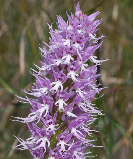 Orchis italica