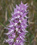 Orchis italica