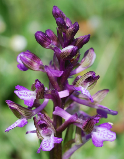 Orchis morio ssp. picta