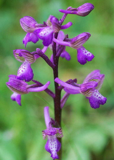 Orchis morio ssp. picta