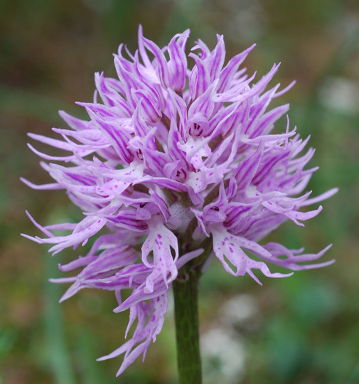 Orchis italica