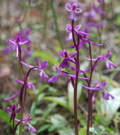 Orchis anatolica