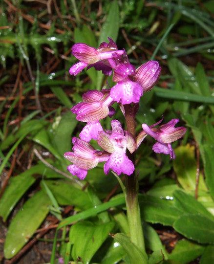 Orchis morio ssp. picta