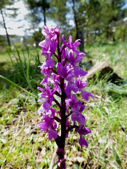 Orchis mascula