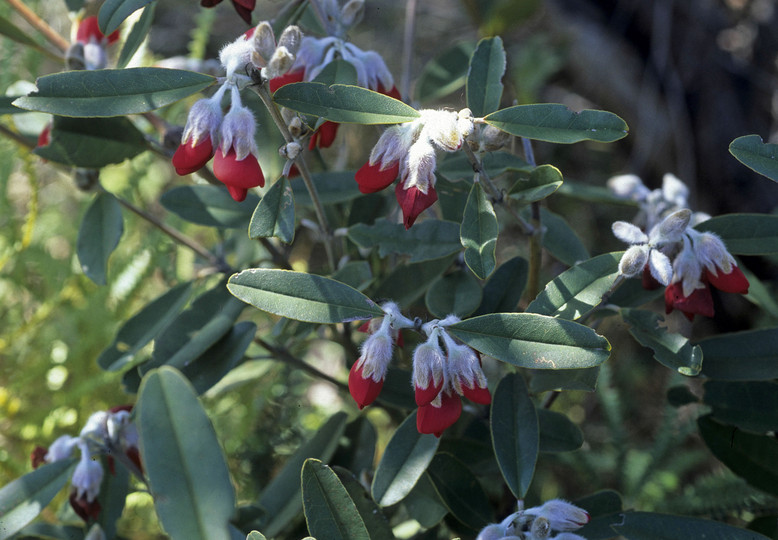 Oxylobium atropurpureum