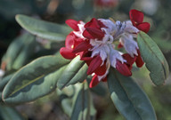 Oxylobium atropurpureum