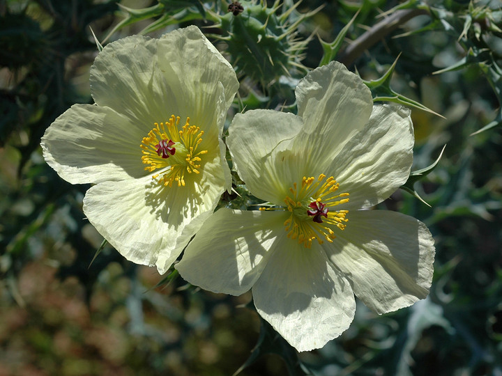 Argemone ochroleuca