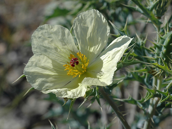 Argemone ochroleuca