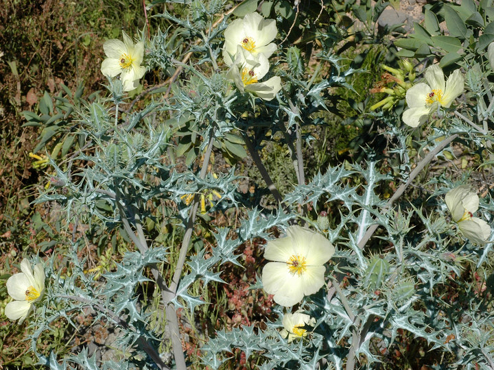 Argemone ochroleuca