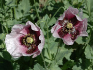 Papaver setigerum