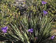 Patersonia occidentalis