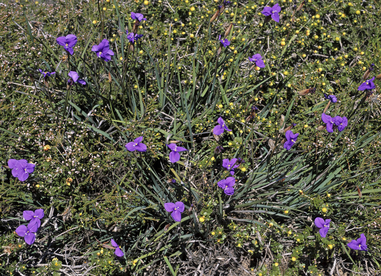 Patersonia occidentalis