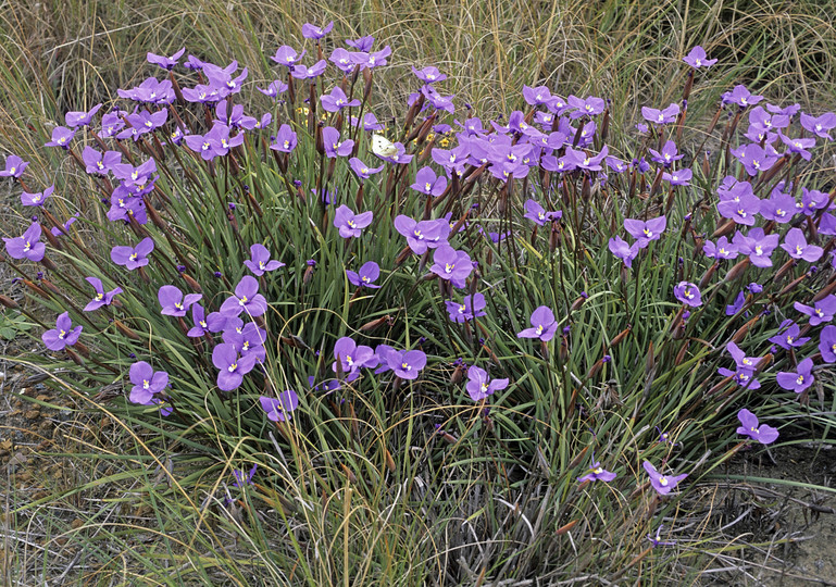 Patersonia lanata