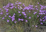 Patersonia lanata