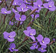 Patersonia lanata