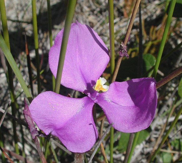 Patersonia glabrata