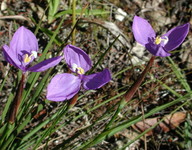 Patersonia glabrata