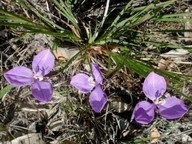 Patersonia glabrata