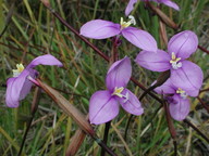 Patersoonia occidentalis?