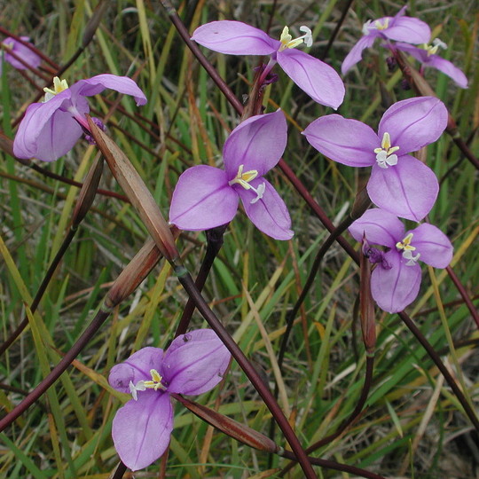 Patersoonia occidentalis?