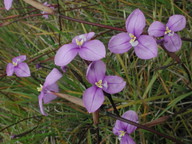 Patersoonia occidentalis?