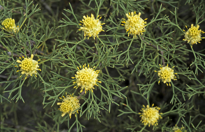 Petrophile seminuda