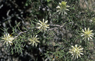 Petrophile conifera