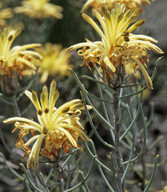 Petrophile brevifolia