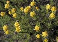 Petrophile chrysantha