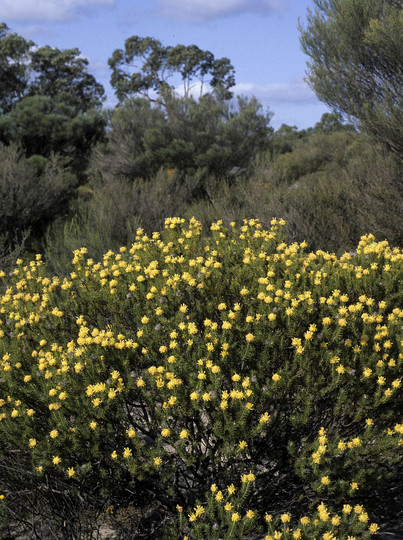 Petrophile chrysantha
