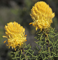 Petrophile drummondii