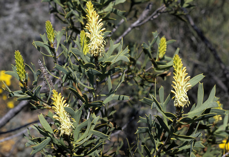 Petrophile macrostachya