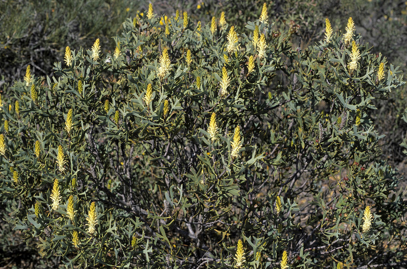 Petrophile macrostachya