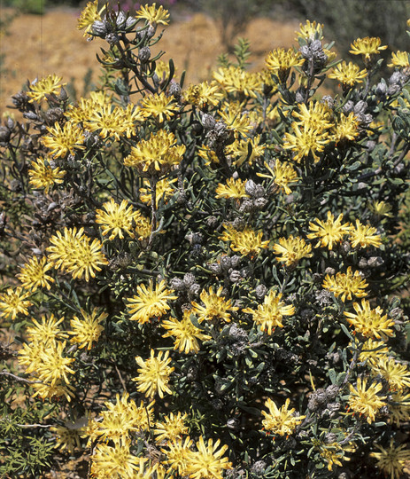 Petrophile plumosa