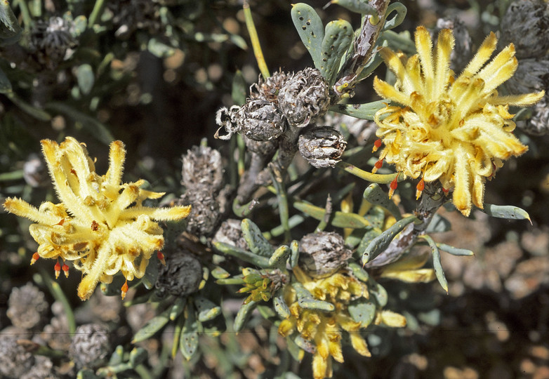 Petrophile plumosa