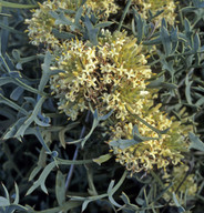 Petrophile glauca