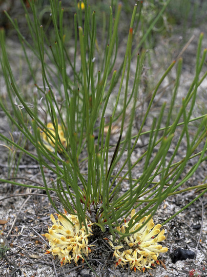 Petrophile longifolia